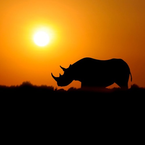 Rhino Sessions || Mix 01