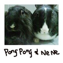 sleng fong