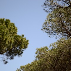 PX