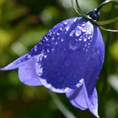 Linn Merete Peducassé