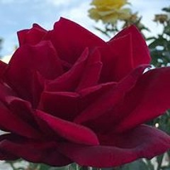 Šwèétįę Łîfê