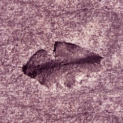 leylashphoto