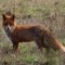 Luke_Foxy