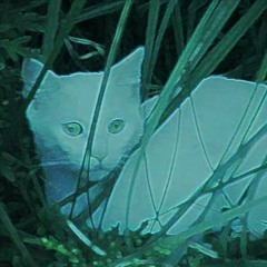 striktlysimilak