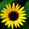 sunflower123
