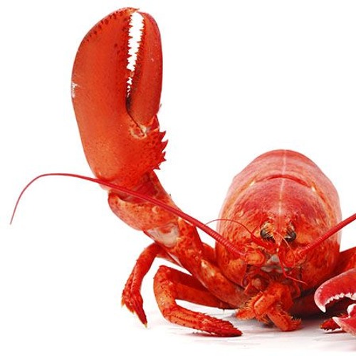 lobster’s avatar
