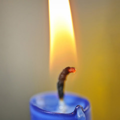 سعيد أبو الجابر