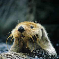 SaltySeaOtter