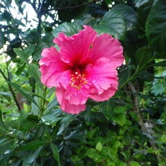 Hibiscus