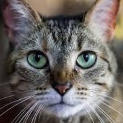 Catus
