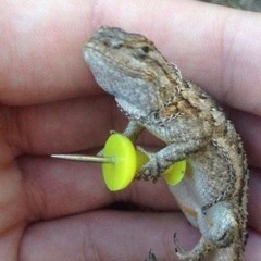 Sergp