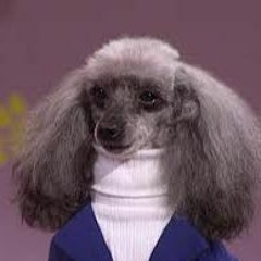 TurtleNeck Collective