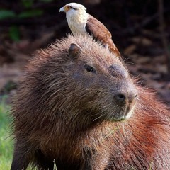 MuddyCapybara