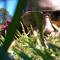 Rainer_Manfred