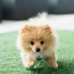 Jose Orantes Esparza