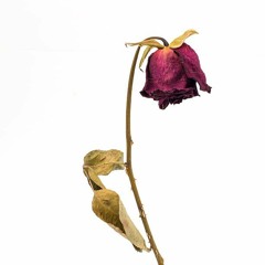 Neglected Rose