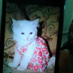 أغنية Nil Karaibrahimgil - Kanatlarım Var Ruhumda مترجمة إلى العربية  HD