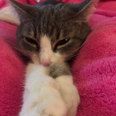 Costanza T. Della Torre