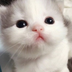 Kì Lân Đít Hồng