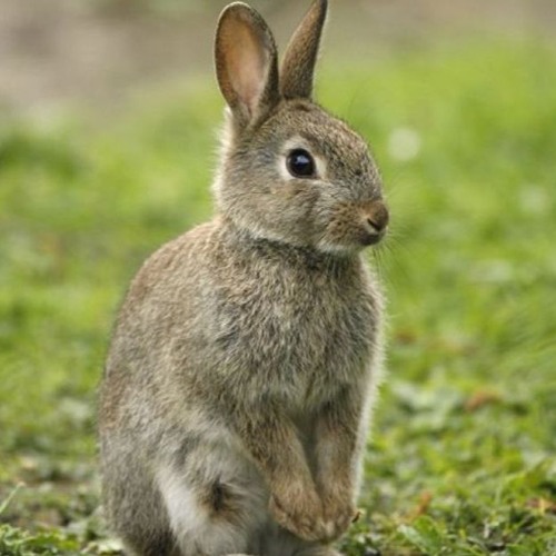 Waktu Yang Salah Feat. Tiara (live At IFI Bandung)