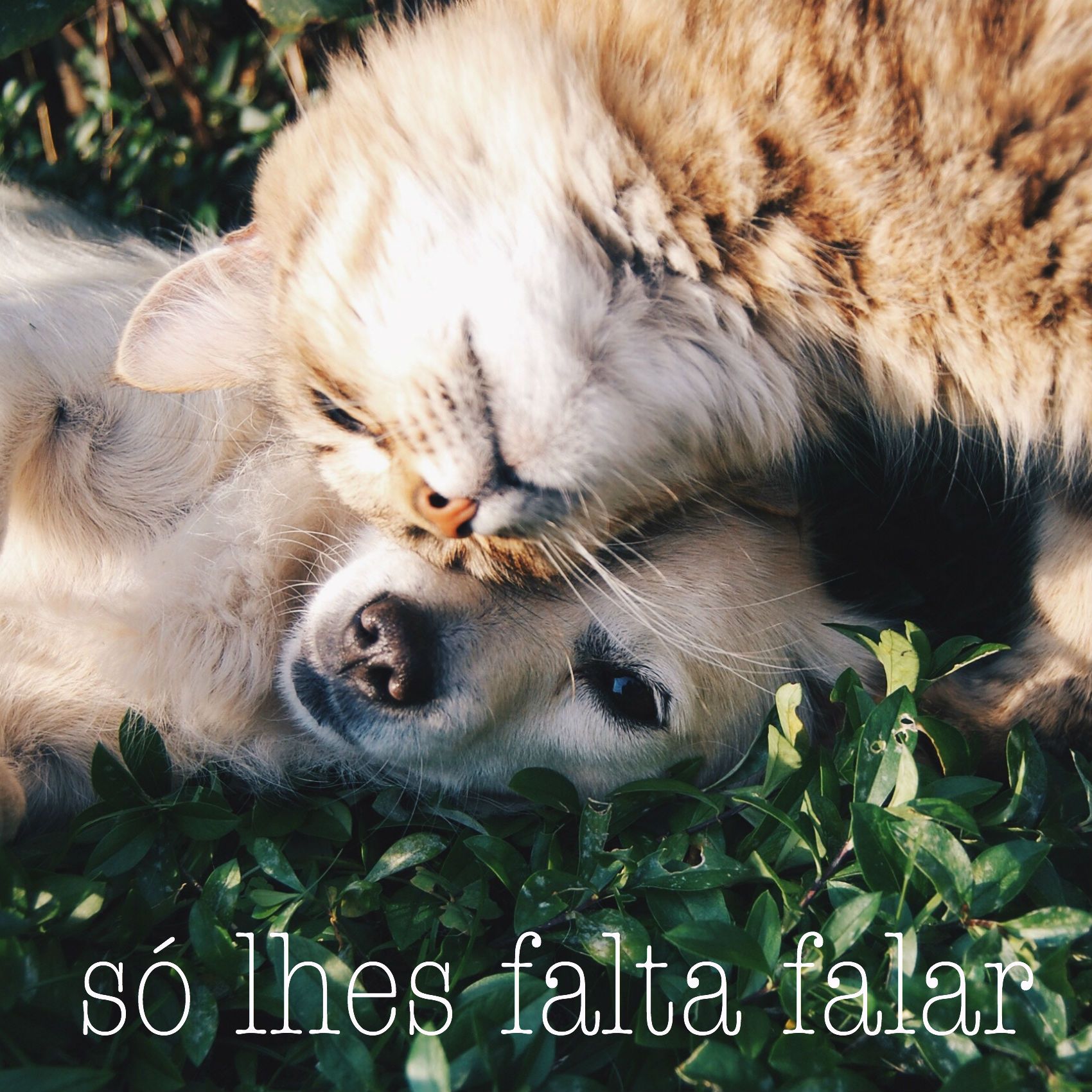 só lhes falta falar