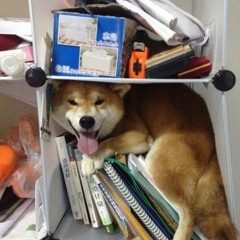 Piepiep