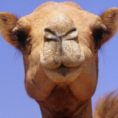I Like Camels