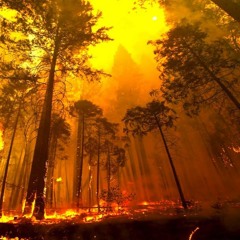 Forest Fire