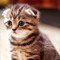 Noura al_anazi