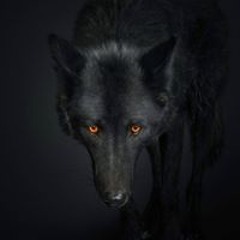 ted johnson | design