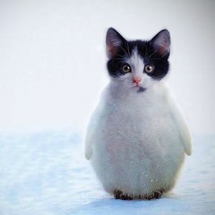 Catzspirit