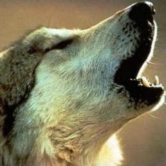Moonstruck Timberwolf