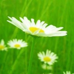 منرهاوي مافيه الظهر