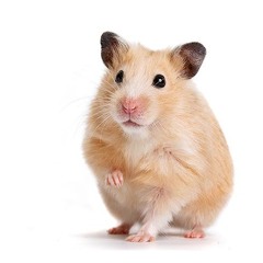 The_Hamster