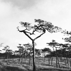 View Hongyon