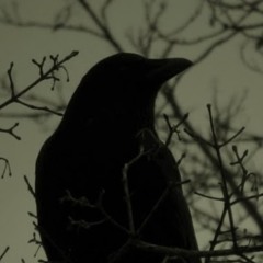 Inkana Crow