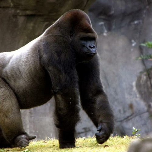Stream mexican gorilla music | Listen to songs, albums, playlists for
