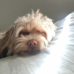 Gracious Army of Youth