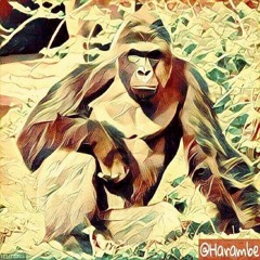 Harambe