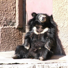 タケウチヒビキ