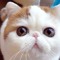 матвей котенко
