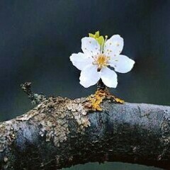 الباحثون الاردنيون