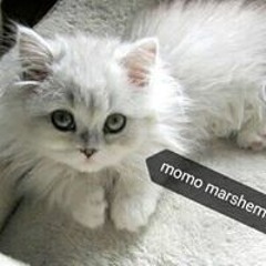 Momo Marshemelo