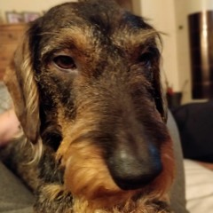 fido
