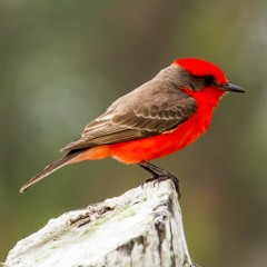 hootjohnson