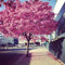 The Pinktree Club