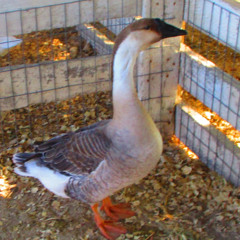 Bruce The goose