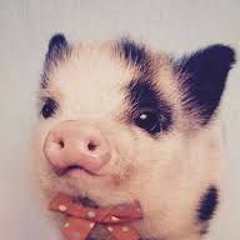 lil pigsnout