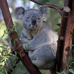 Unkoalafied