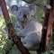Unkoalafied